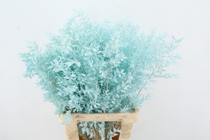 <h4>PF Ruscus 70cm Bs Light Blue</h4>
