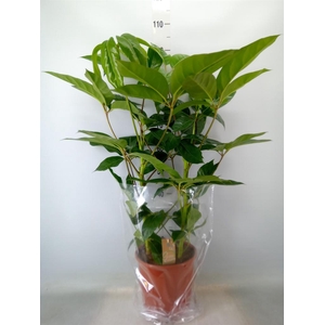 Schefflera actin. 'Amate'