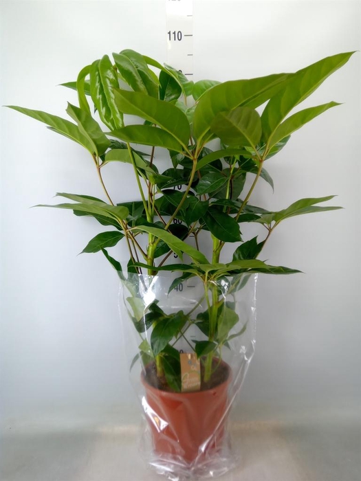 <h4>Schefflera actin. 'Amate'</h4>