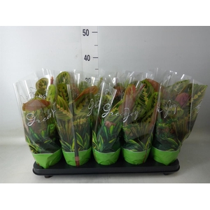 Maranta leuc. 'Fascinator'