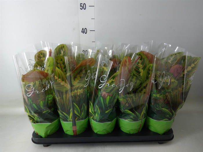 <h4>Maranta leuc. 'Fascinator'</h4>