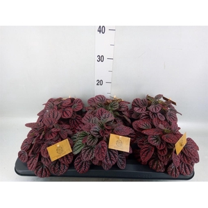 Peperomia