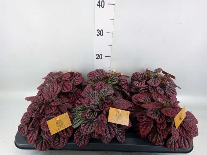Peperomia