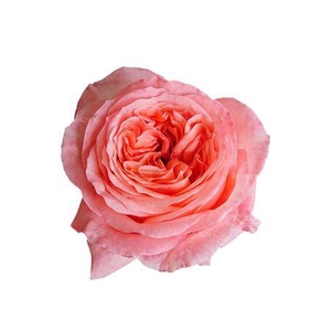 Rosa a grande fleur Pink X-Pression