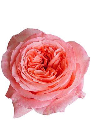 <h4>Rosa a grande fleur Pink X-Pression</h4>