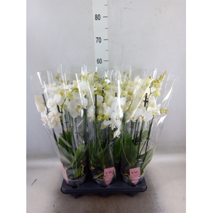 Phalaenopsis  'Ant Inverness'