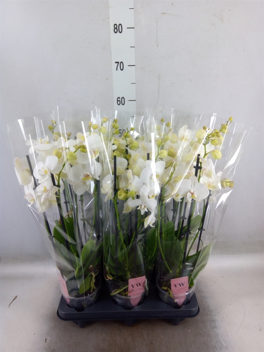 <h4>Phalaenopsis  'Ant Inverness'</h4>