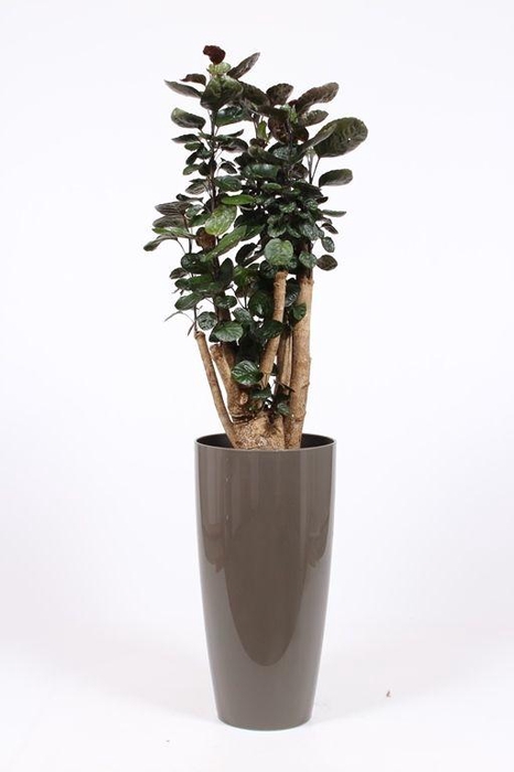 <h4>Polyscias Fabian in Santorini pot "taupe"</h4>