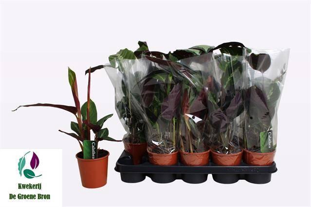 <h4>CALAT GEM 3 SRT</h4>