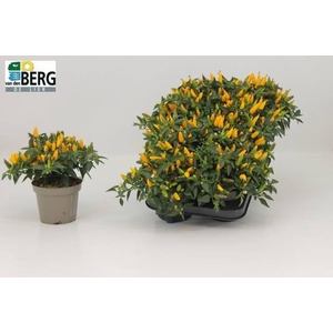 CAPS TORERO YELLOW