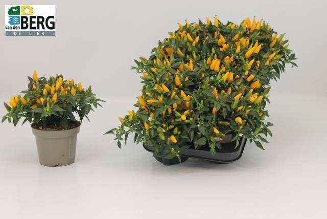<h4>CAPS TORERO YELLOW</h4>