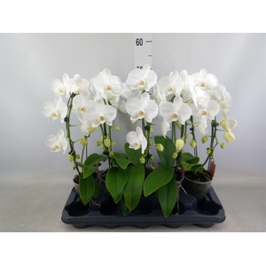 Phalaenopsis   ...white