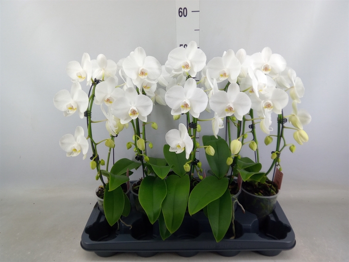 <h4>Phalaenopsis   ...white</h4>