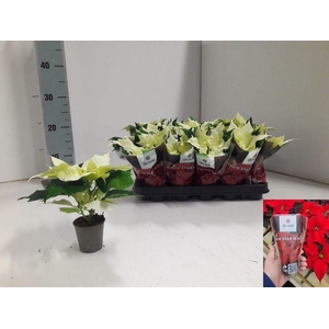 !! PROMO !! EUPHOR POINSETTIA WHITE P6
