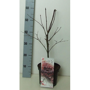Acer palmatum 'Pixie' P19 Full CC