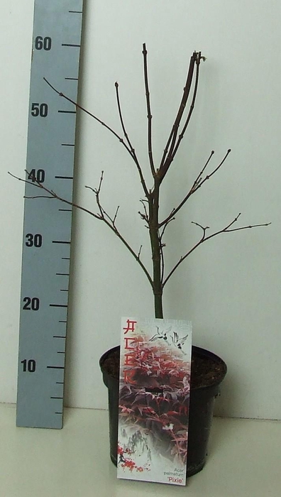 <h4>Acer palmatum 'Pixie' P19 Full CC</h4>