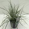 Carex 'Everest' P17 (2ltr)