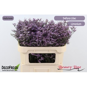 LIM SAFORA LILAC