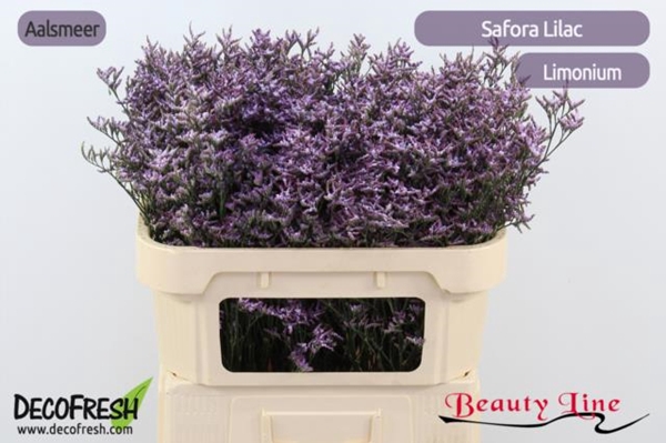 <h4>LIM SAFORA LILAC</h4>