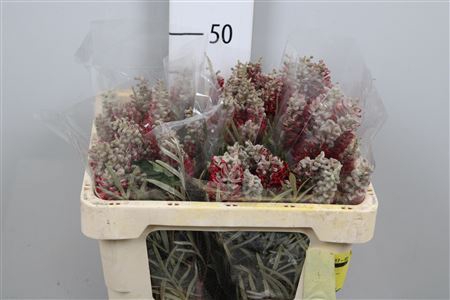 <h4>Grevillea Spiderman Misty Red</h4>