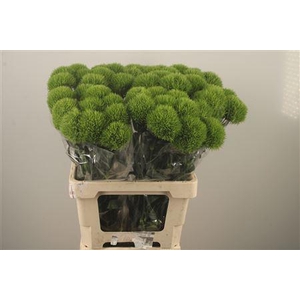 Di Barb Kiwi Mellow Extra