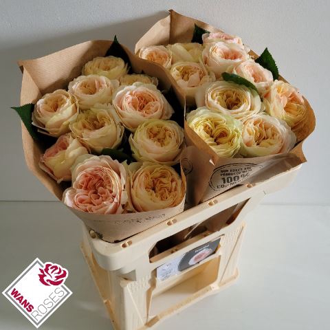 <h4>ROSA GR 'PRISCILLA'</h4>