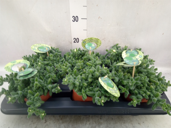 <h4>Delosperma echinatum</h4>