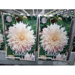 Dahlia   ...flowerbulbs