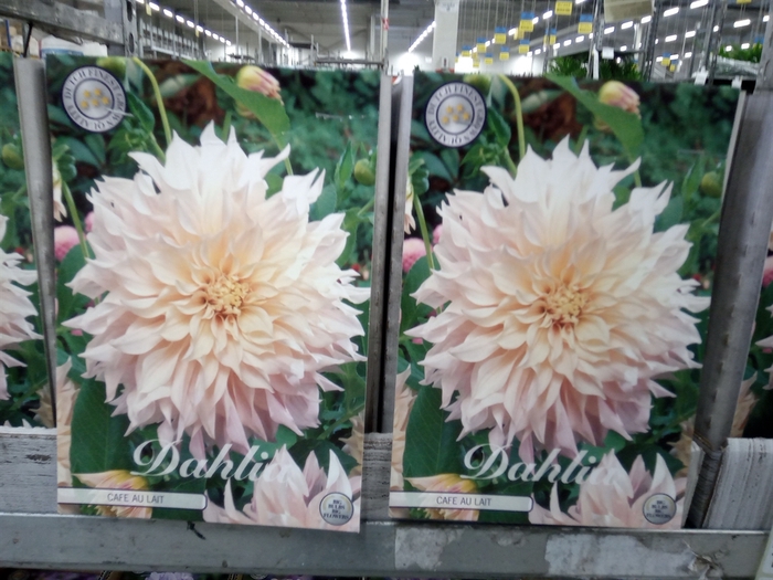 <h4>Dahlia   ...flowerbulbs</h4>