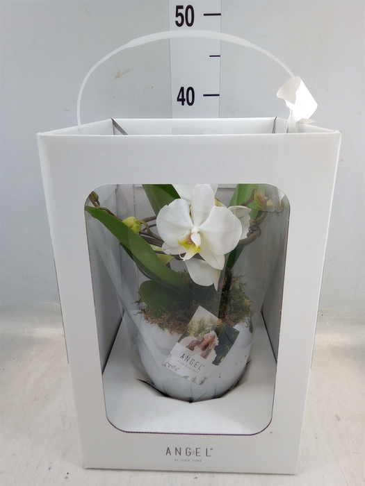 <h4>Phalaenopsis   ...white</h4>