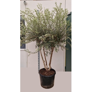 OLEA EUROPAEA