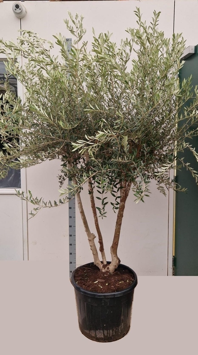 <h4>OLEA EUROPAEA</h4>