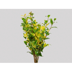 FOLHAGEM CAMELIA VARIEGATA