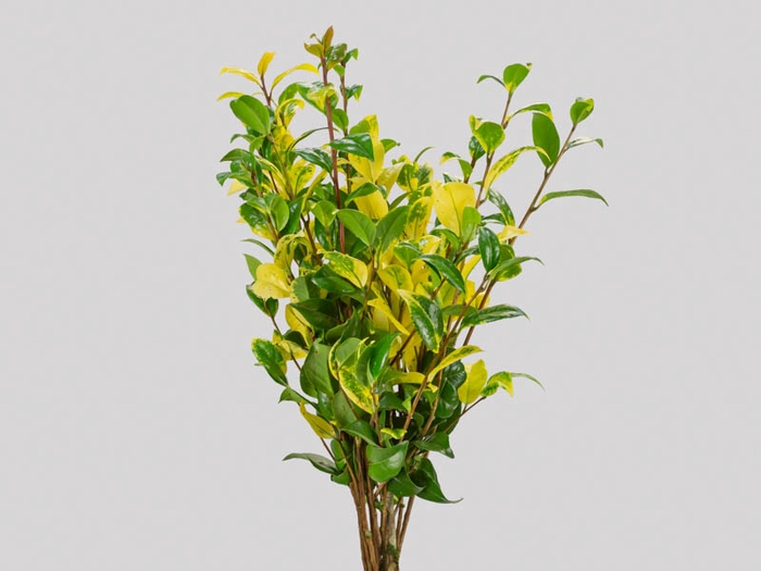 FOLHAGEM CAMELIA VARIEGATA