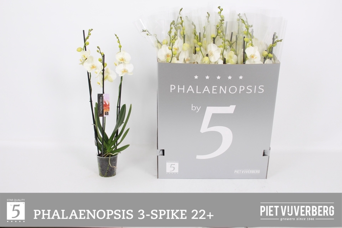 <h4>PHAL OV WIT</h4>