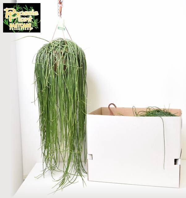 <h4>RHIPSALIS FLOCCOSA</h4>