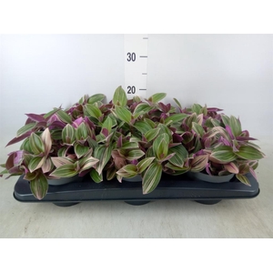 Tradescantia   ...