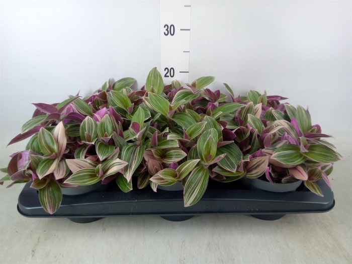 <h4>Tradescantia   ...</h4>