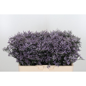 Limon Safora Lilac