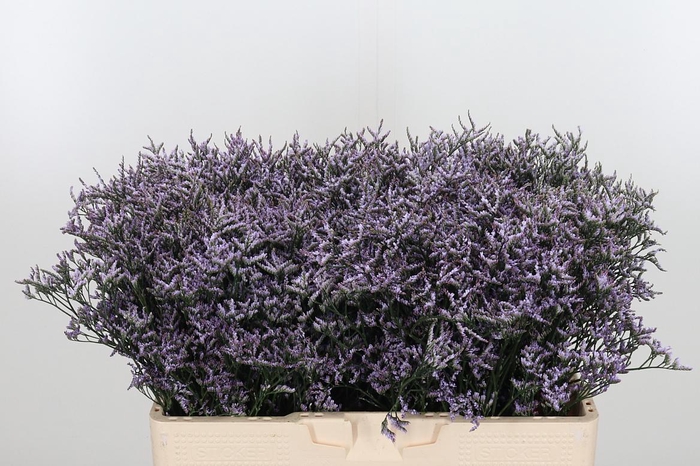 <h4>Limon Safora Lilac</h4>