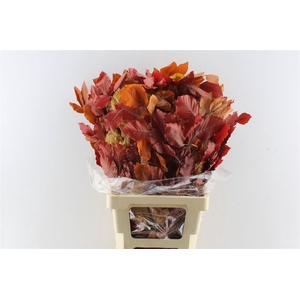 Beuk Beech Stab. Autumno