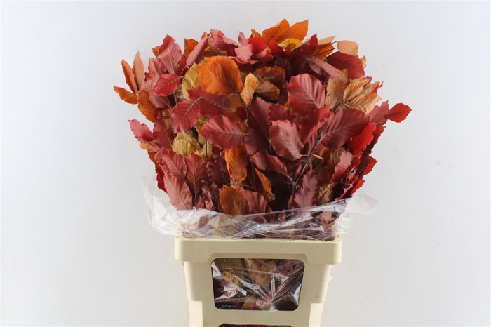 <h4>Beuk Beech Stab. Autumno</h4>