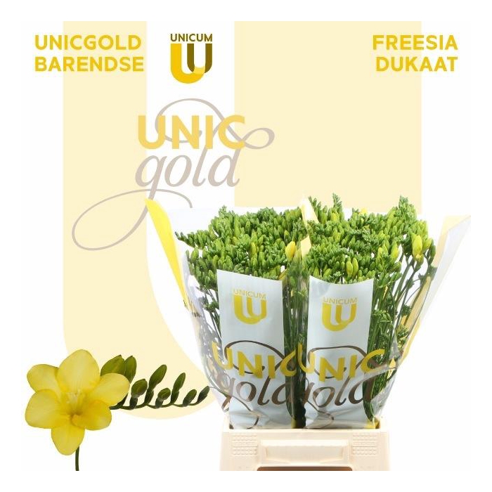 <h4>Fr En Dukaat</h4>