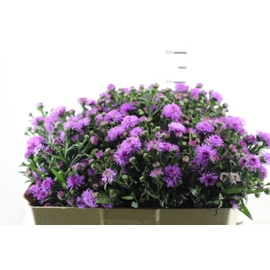 ASTER DOBRADO PINK 050 CM