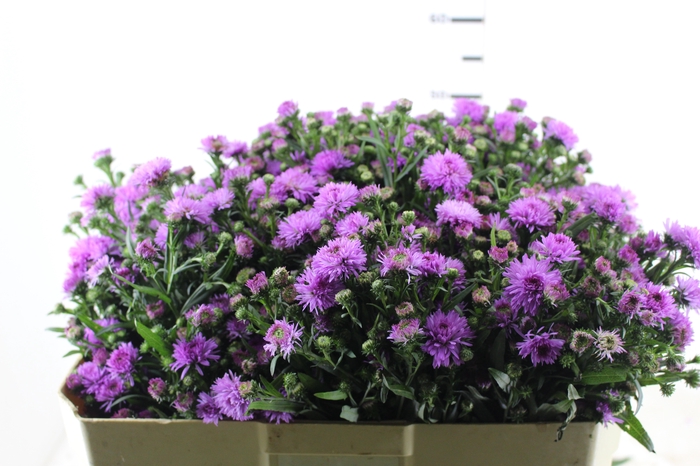 <h4>ASTER DOBRADO PINK 050 CM</h4>