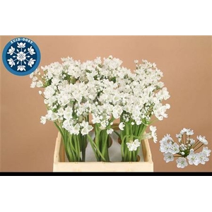 Allium Flocon