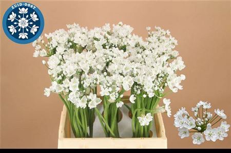 Allium Flocon