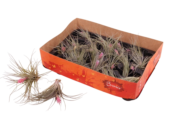 <h4>TILL COTTON CANDY</h4>