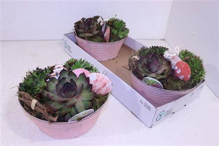 <h4>Arr Sempervivum</h4>
