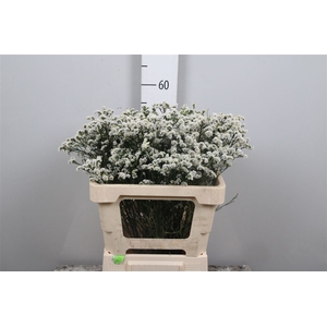 Lim Sin Mountain Diamond White